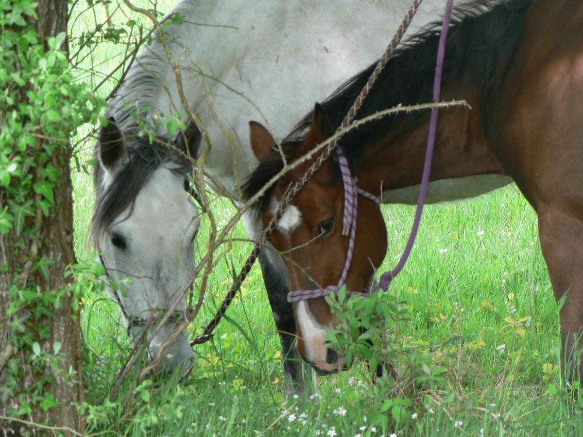 Willa Les Pres Du Petit Morlu - Proche Beauval Saint-Romain-sur-Cher Zewnętrze zdjęcie
